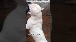 Odd eyes pitbull male available for sale  con  70279 71360 [upl. by Ahsataj]