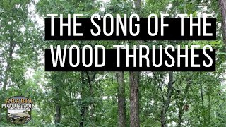 The Song of the Wood Thrushes [upl. by Darline]