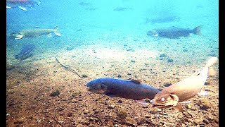 レイクトラウト Lake trout Salvelinus namaycush [upl. by Neiman609]