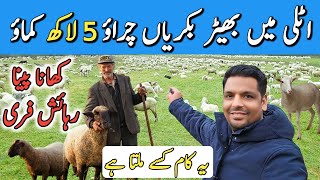 Sheep and Goats farming job in italy 🇮🇹 europe  Best job in italy free food  free accommodation [upl. by Romine]