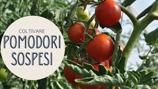 COLTIVARE i POMODORI SOSPESI senza le CANNE con il FILO [upl. by Jarvis]