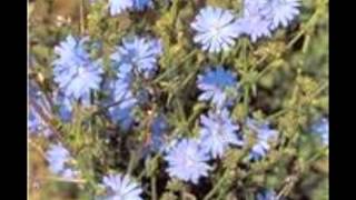 Chicory Cichorium intybus [upl. by Alejandro]