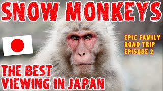 The BEST place to see the snow monkeys in JAPAN [upl. by Lotus]