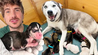 Pregnant Husky Gives Birth To Many Puppies  Rescue Tale [upl. by Moser]