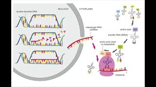 Protein Synthesis [upl. by Fosque]