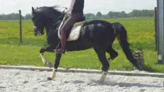 LIpizzaner stallions Neapolitano XXIX22 and Siglavy Capriola de black lipizzaner [upl. by Nidorf]