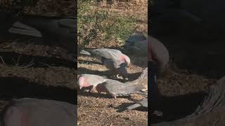 Logs and Galahs to brighten the morning [upl. by Annnora]