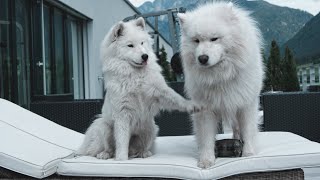 waking up with two cute fluffy samoyed dogs [upl. by Giliana]