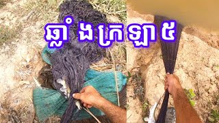 បង់សំណាញ់ក្រឡា៥ហ៊ុន Traditional fishing for daily food 33 [upl. by Belva]