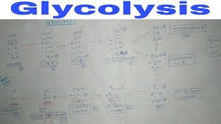 Glycolysis  Part 1  Chart  TCML Biochemistry Lectures [upl. by Yvan517]