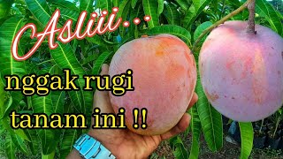 Mangga Berdaging Tebal Dengan Rasa Istimewa  Recomended [upl. by Rausch]