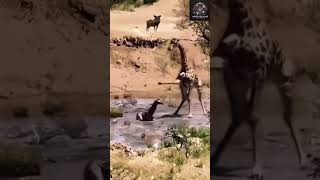 معركه شرسه  ظرافه تضرب طفلها animals forest wildlife [upl. by Rutherfurd]