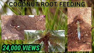 PROCEDURE FOR COCONUT ROOT FEEDING TamilENGLISH [upl. by Mcnalley]