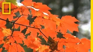 Autumn Leaf Hoppers  National Geographic [upl. by Feinstein]