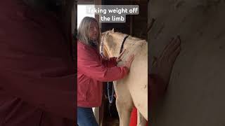 Unloading weight off the forelimb horsehealth [upl. by Estus]