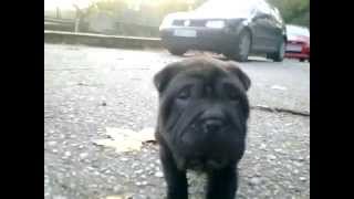 Shar Pei Negro 2 Meses [upl. by Elrae]