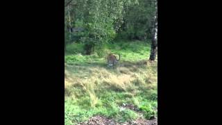 Tiger jumps up tree to eat [upl. by Helge]