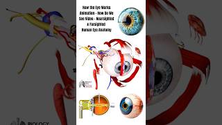 How the Eye Works Animation How Do We See Video Nearsighted amp Farsighted Human Eye Anatomy short [upl. by Orion983]