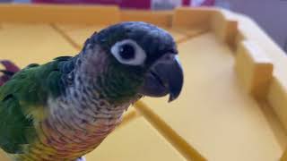 8 Minutes in the Life of a Talking Green Cheek Conure [upl. by Akital]