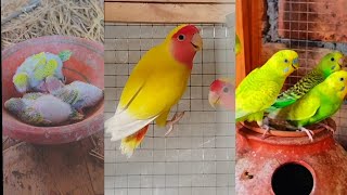 parrots love birds lotino❤💕yt youtubevideos [upl. by Willock]