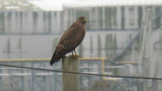 Common Buzzard Buteo buteo Buizerd Landtong Rozenburg ZH the Netherlands 10 Nov 2024 12 [upl. by Inattyrb]