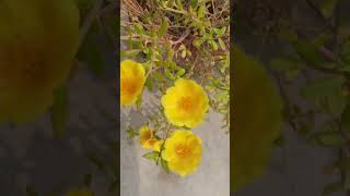 Purslane plant care tips secret plant lover gardening [upl. by Einwahs902]