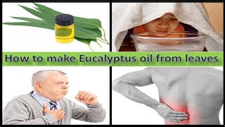 How To Make Eucalyptus Oil at Home and Benefits Ayurvedic Treatment tips [upl. by Binetta]