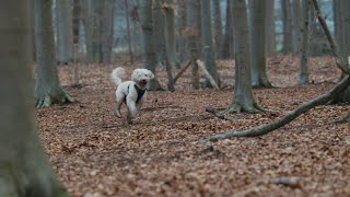 Hondenlosloopzones  Natuur en Bos [upl. by Asenaj687]