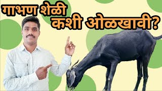 Sheli palan  गाभण शेळी कशी ओळखावी [upl. by Asserat]