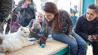 New York City Gets a Cat Cafe [upl. by Raynata181]