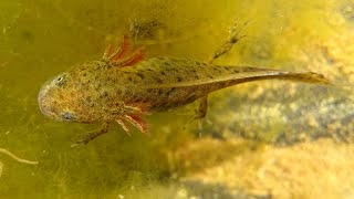 Great Crested Newt Larvae Eating Daphnia [upl. by Egoreg681]