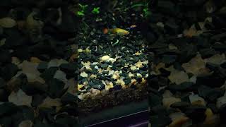 Vídeo de peixinhos ornamentais Lebistes Guppys fish peixelebistes [upl. by Straus]