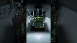 Nano tank aquascape aquascape [upl. by Furiya404]