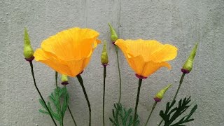 ABC TV  How To Make California Poppy Paper Flowers From Crepe Paper  Craft Tutorial [upl. by Satterlee]