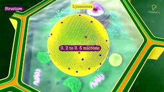 Practicallys Concepts  Lysosomes  LearnPractically [upl. by Bethesde]