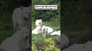 ஓநாய்க்கும் இடத்தகறாரு நடக்கதான் செய்யுது🐺😄 Wolves territory fight wolffacts bioworld wolf bw [upl. by Enitnelav]