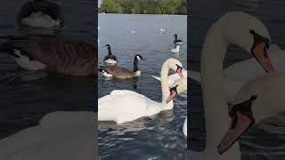 “Kensington Palace Swans” kensingtonpalace swans princessdiana [upl. by Justino]