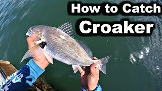 How to Catch CROAKER  San Diego Bay Fishing [upl. by Horn804]