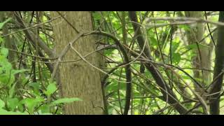 Black Throated Green Warbler in a swamp [upl. by Mesics]