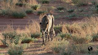 NAMIBIA 2024  BEST OF CHEETAHS  BAGATELLE KALAHARI GAME RANCH [upl. by Khanna]