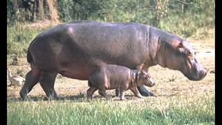 Sa invatam animalele  Part 2 Animalele salbaticewmv [upl. by Dahij357]