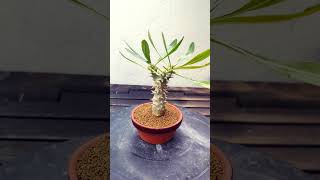 Pachypodium Densiflorum cactus bonsai suculentas crassula fyp parati [upl. by Eelyam487]