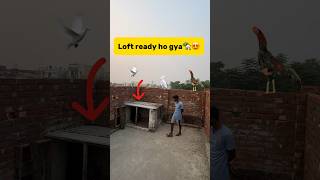 Loft ready ho gya🏡😍 petlover minivlog kabutarvlog pigeonvlogger birds loft pigeonloft [upl. by Leaw]