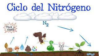 ♻️ Ciclo del Nitrógeno 💭 Fácil y Rápido  BIOLOGÍA [upl. by Arabeila]