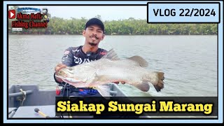 Bersilat Dengan Barramundi Sungai Marang [upl. by Rosenbaum654]