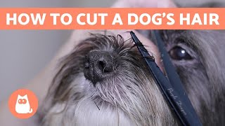 How to Cut a Dogs Hair 🐶 BASIC GROOMING Tutorial [upl. by Erroll470]