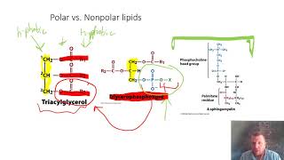 Lipids  Glycerophospholipids  pt1 [upl. by Oicnevuj]