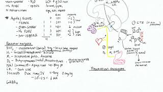 Postoperative Nausea and Vomiting 2  Prophylaxis agents [upl. by Nemzaj956]