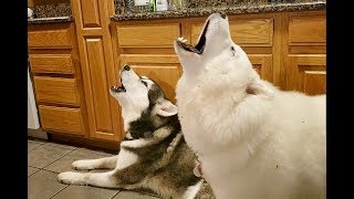 Malamutes Deep Morning Howls  James Earl Jones Of Dogs [upl. by Anyah388]