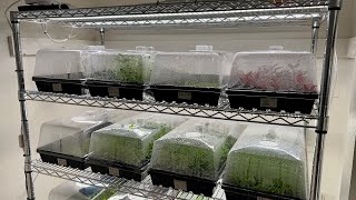 New Aquarium Plant Rack  Propagation Domes  Rooted Water Wisteria [upl. by Uzzi]